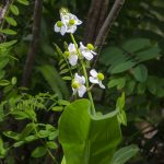 Arrowhead - Agittaria latifolia