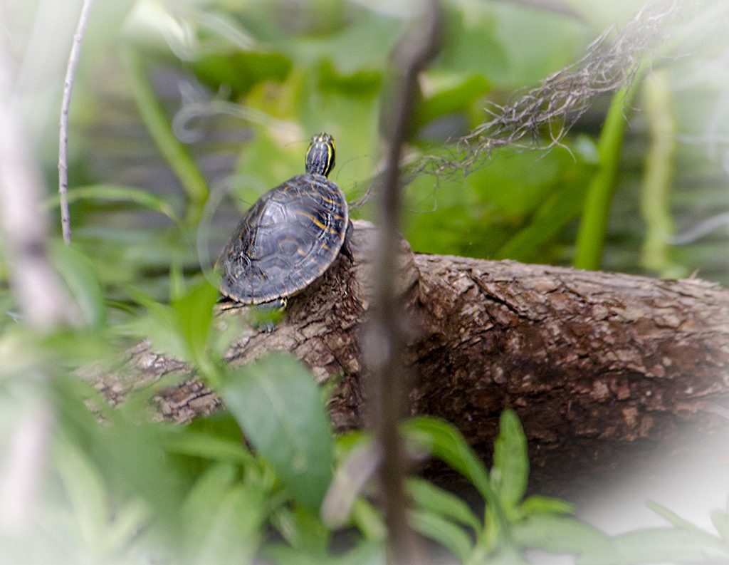 Baby River Cooter - Pseudemys concinna