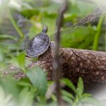 Baby River Cooter - Pseudemys concinna