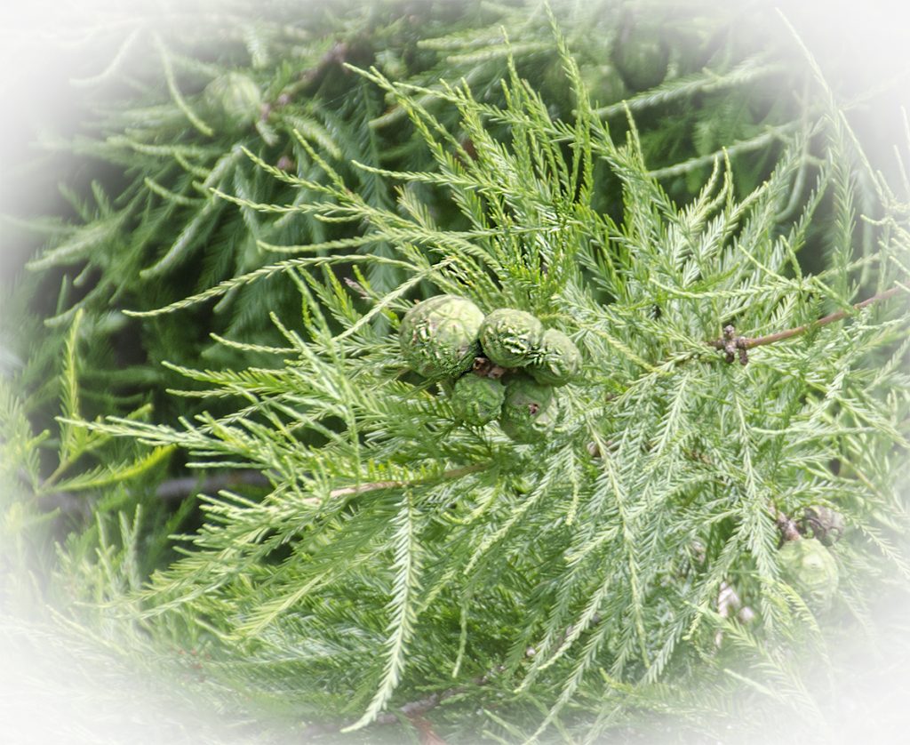 Bald Cypress Seed Pods