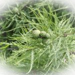 Bald Cypress Seed Pods