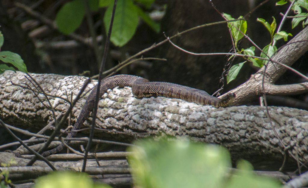 Banded Water Snake - Nerodia fasciata