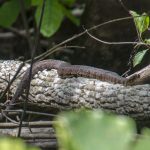 Banded Water Snake - Nerodia fasciata