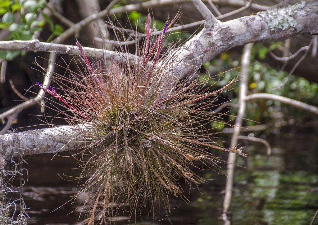 Bartram's Airplant - Tillandsia bartramii