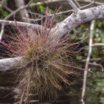 Bartram's Airplant - Tillandsia bartramii