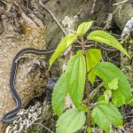 Bluestripe Ribbon Snake - Thamnophis sauritus nitae