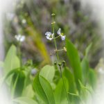 Broadleaf-Arrowroot-Sagittaria-latifolia