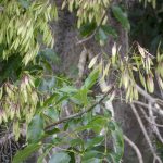 Carolina Ash - Fraxinus caroliniana