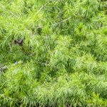 Bald Cypress Leaves