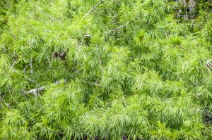 Bald Cypress Leaves