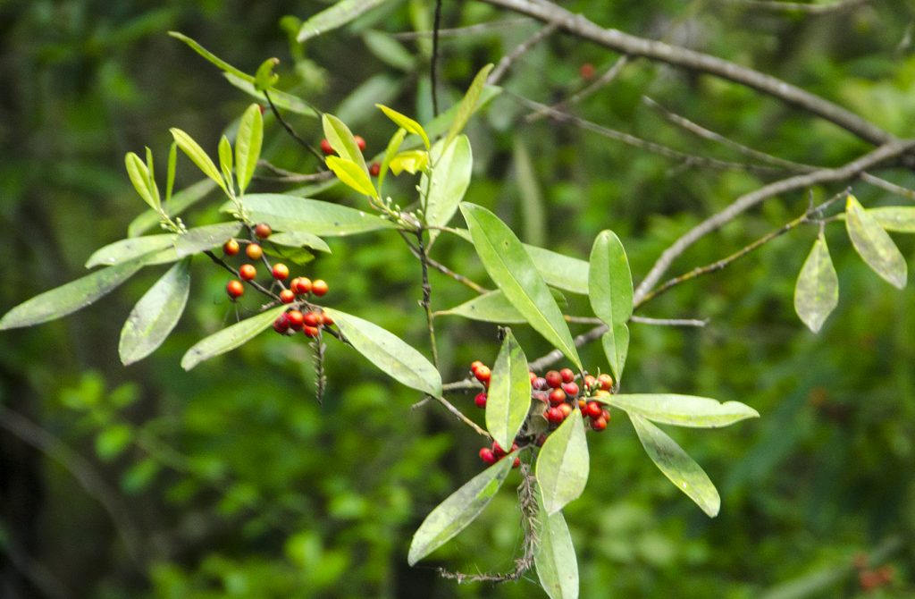 Dahoon-Holly-Ilex-cassine