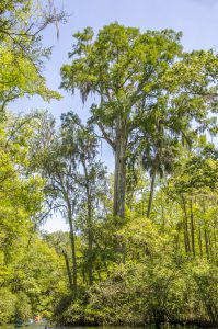 Cypress Tree