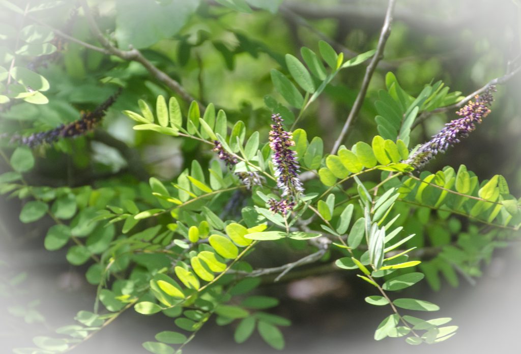 False-Indigo-Bush-Amorpha-fruticosa