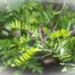 False-Indigo-Bush-Amorpha-fruticosa