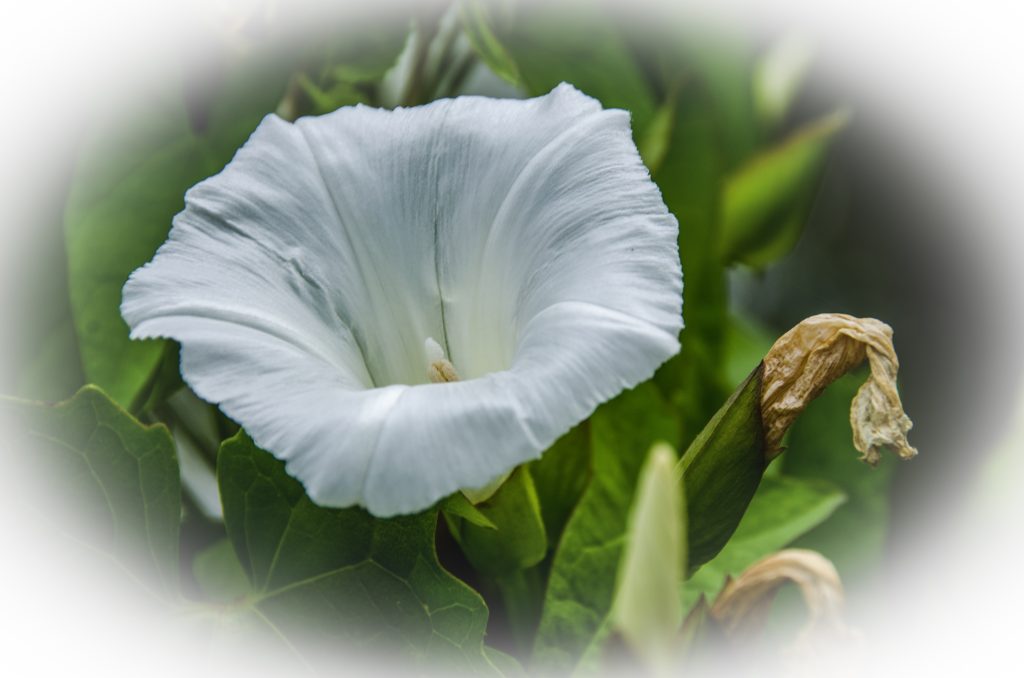 Hedge Bindweed - Calystegia sepium