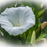 Hedge Bindweed - Calystegia sepium