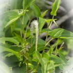 Lizards-Tail-Saururus-cernuus