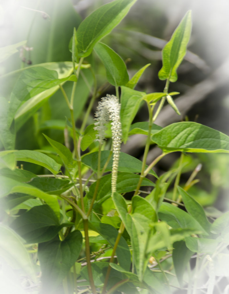 Lizards-Tail-Saururus-cernuus