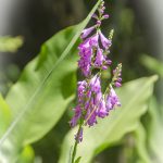 Obedient-Plant-False-Dragonhead-Physostegia-virginiana