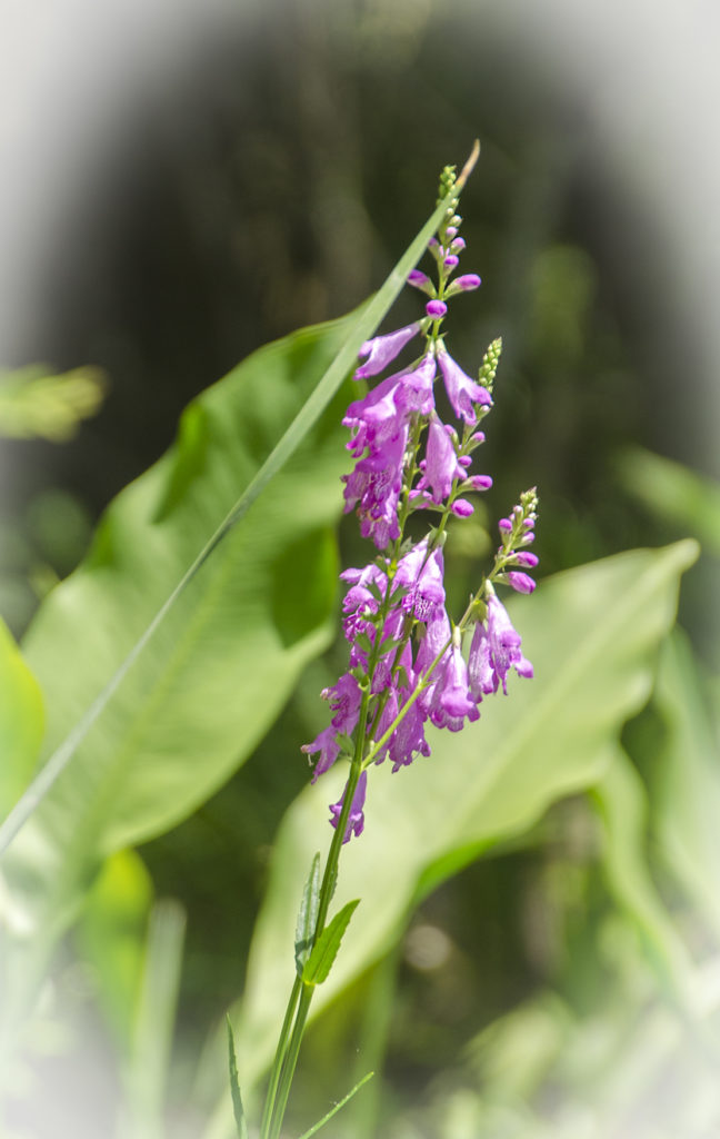 Obedient-Plant-False-Dragonhead-Physostegia-virginiana
