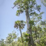 Bald Cypress – Taxodium distichum