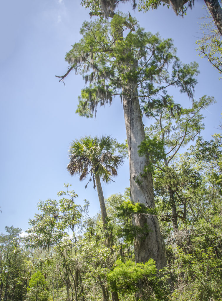 Bald Cypress – Taxodium distichum
