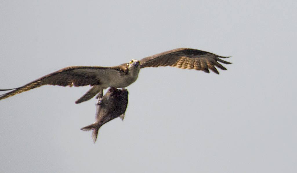 Osprey - Pandion haliaetus