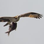 Osprey - Pandion haliaetus