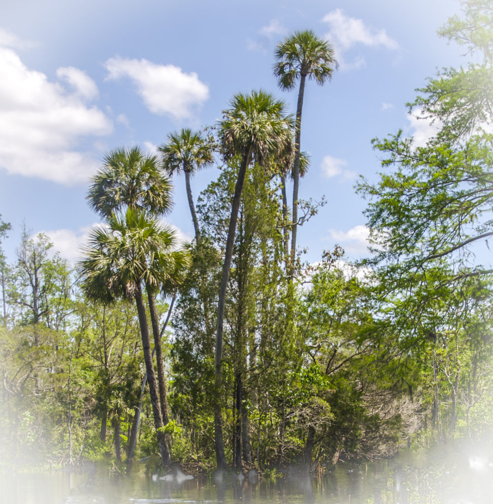 Sabal Palmetto