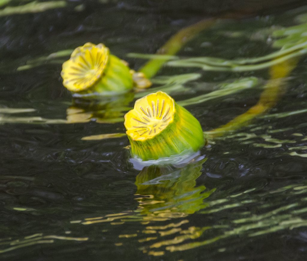 Spadderdock - Nuphar advena