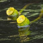 Spadderdock - Nuphar advena