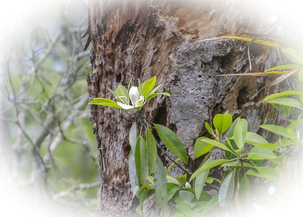 Swamp Bay - Persea palustris
