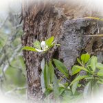 Swamp Bay - Persea palustris