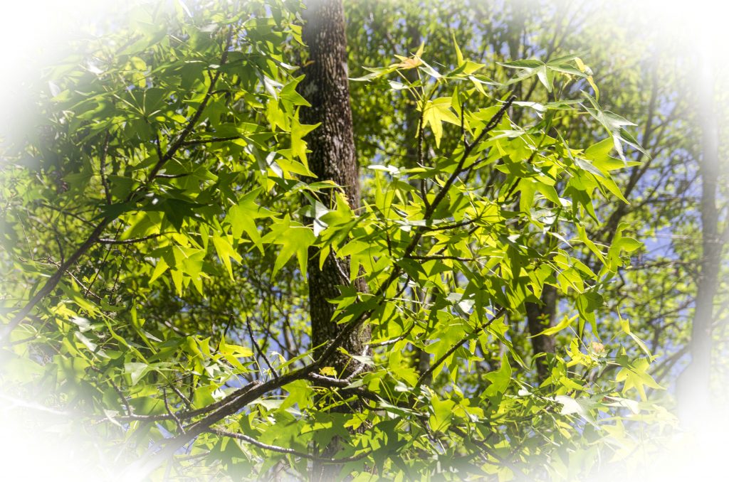 Sweet Gum - Liquidambar styraciflua