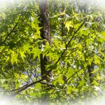 Sweet Gum - Liquidambar styraciflua