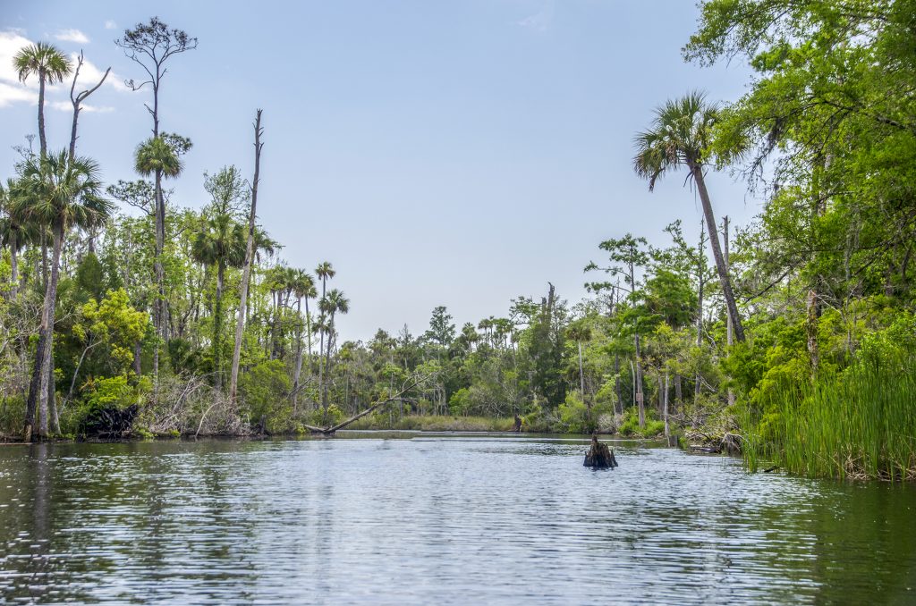 The Waccasassa River