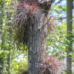 Bartram's Airplant - Tillandsia-bartramii