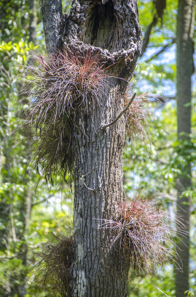 Bartram's Airplant - Tillandsia-bartramii