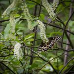 Virginia Willow - Itea virginica