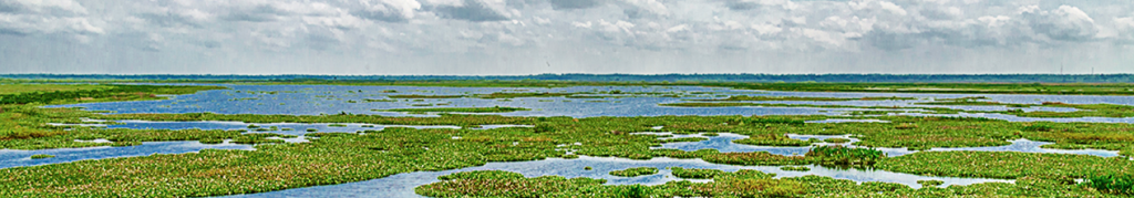 image-featured-paynes-prairie