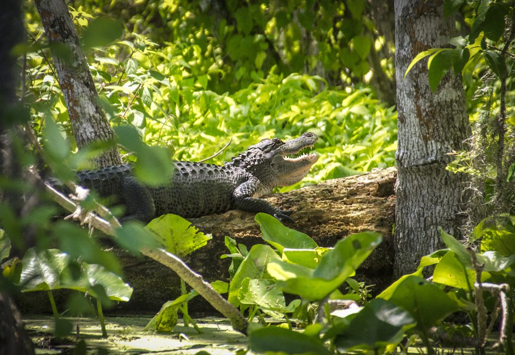 American Alligator - Alligator mississippiensis