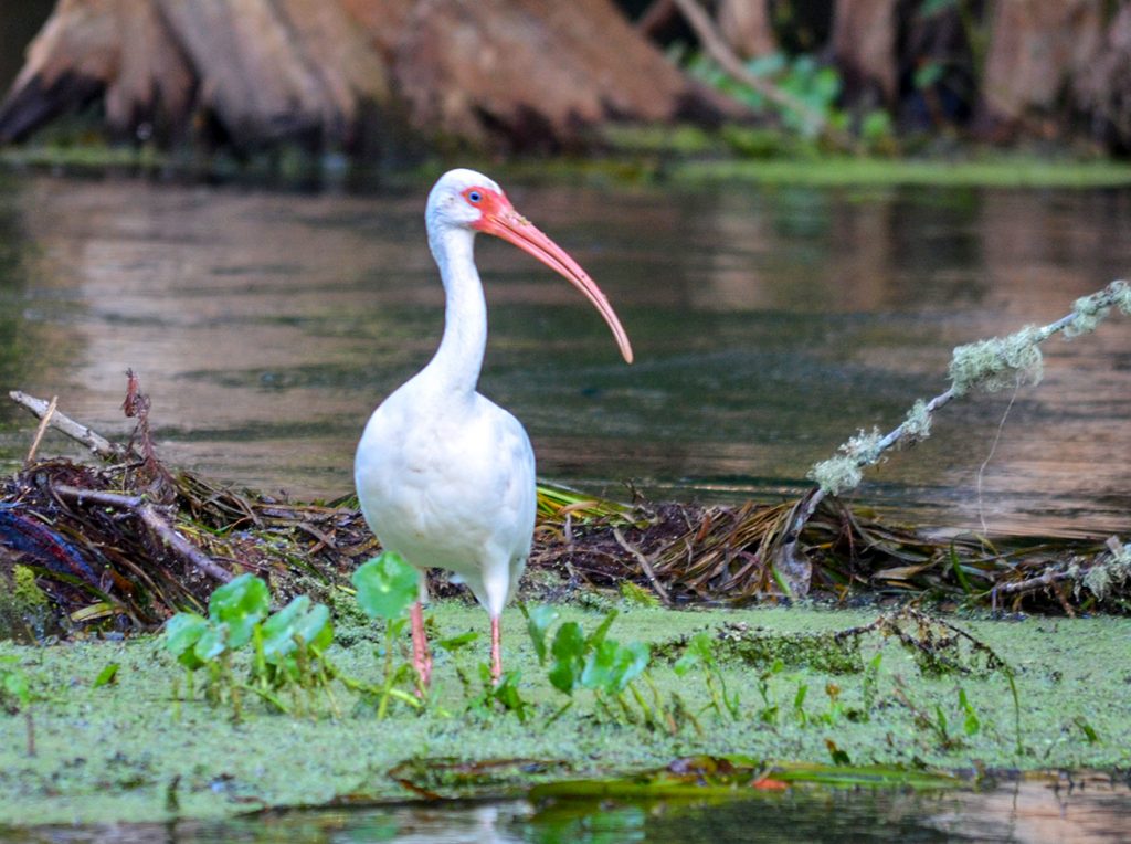 American White Ibis - Eudocimus albus