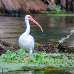 American White Ibis - Eudocimus albus