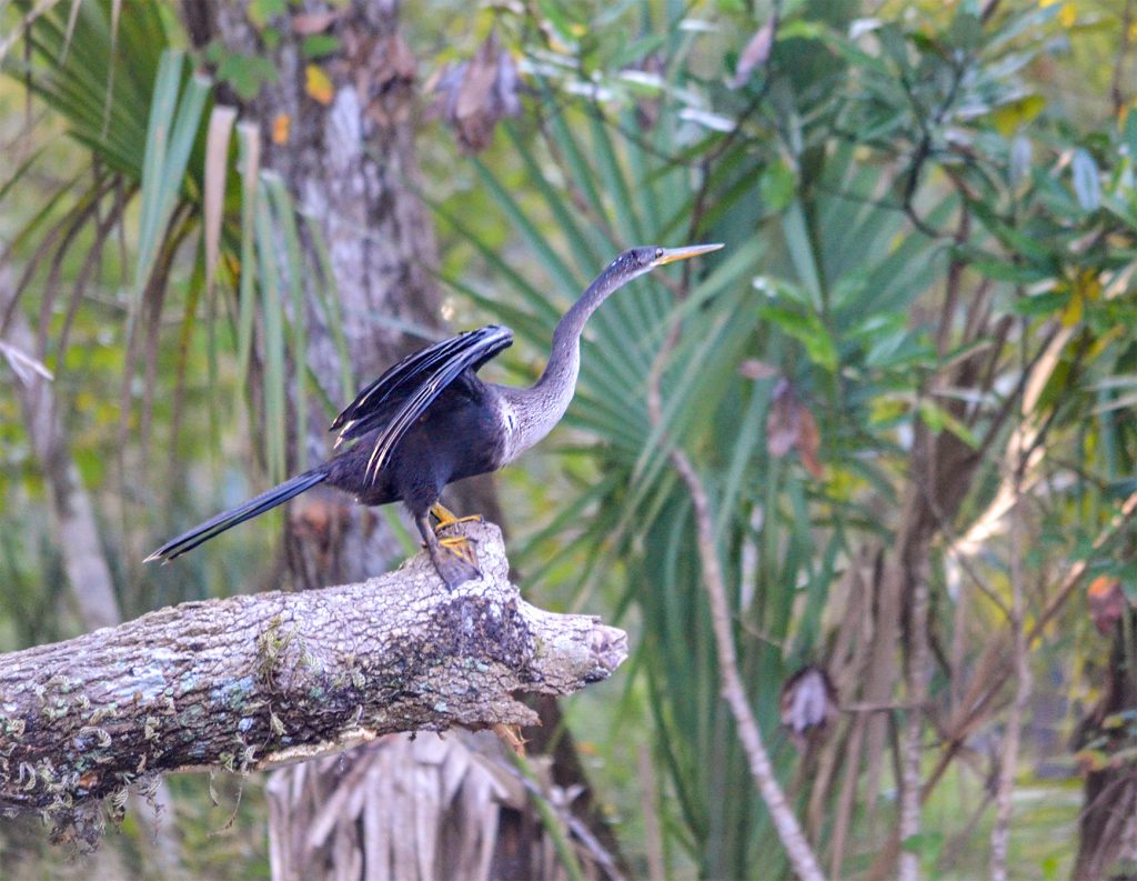 Anhinga - Anhinga anhinga