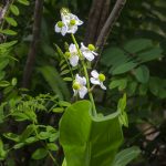 Broadleaf Arrowhead - Sagittaria latifolia