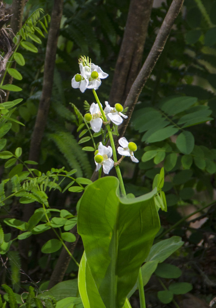 Broadleaf Arrowhead - Sagittaria latifolia