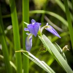 Blue Flag Iris - Iris viginica