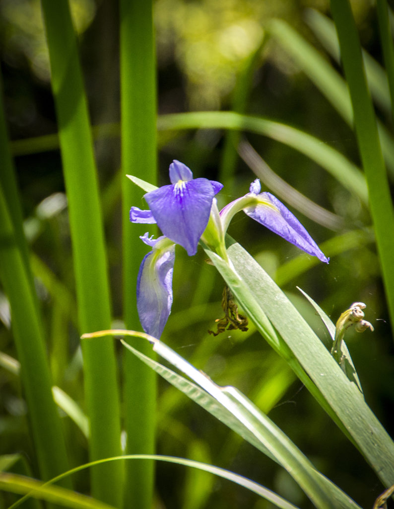 Blue Flag Iris - Iris viginica