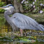 Blue Heron - Ardea herodias