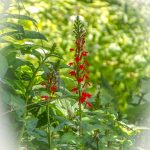 Cardinal Flower - Lobelia cardinalis